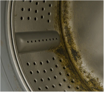 Mold & Mildew