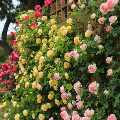 Climbing Rose Seeds