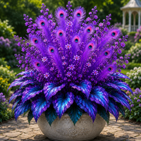 🔥Purple