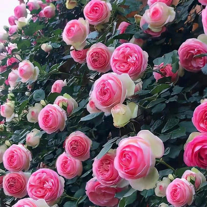 Climbing Rose Seeds