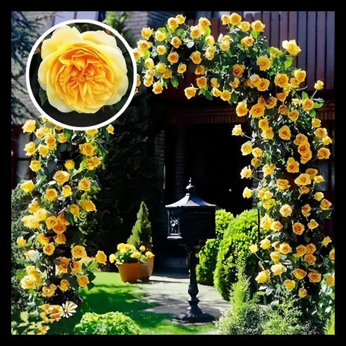 Climbing Rose Seeds