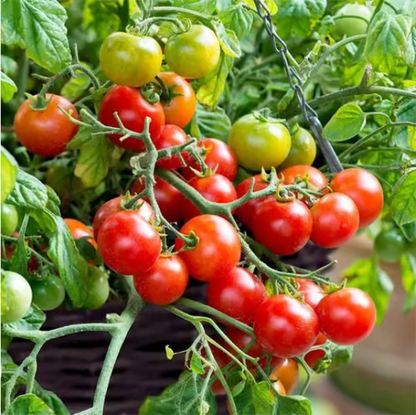 Potted Dwarf Tomato Seeds