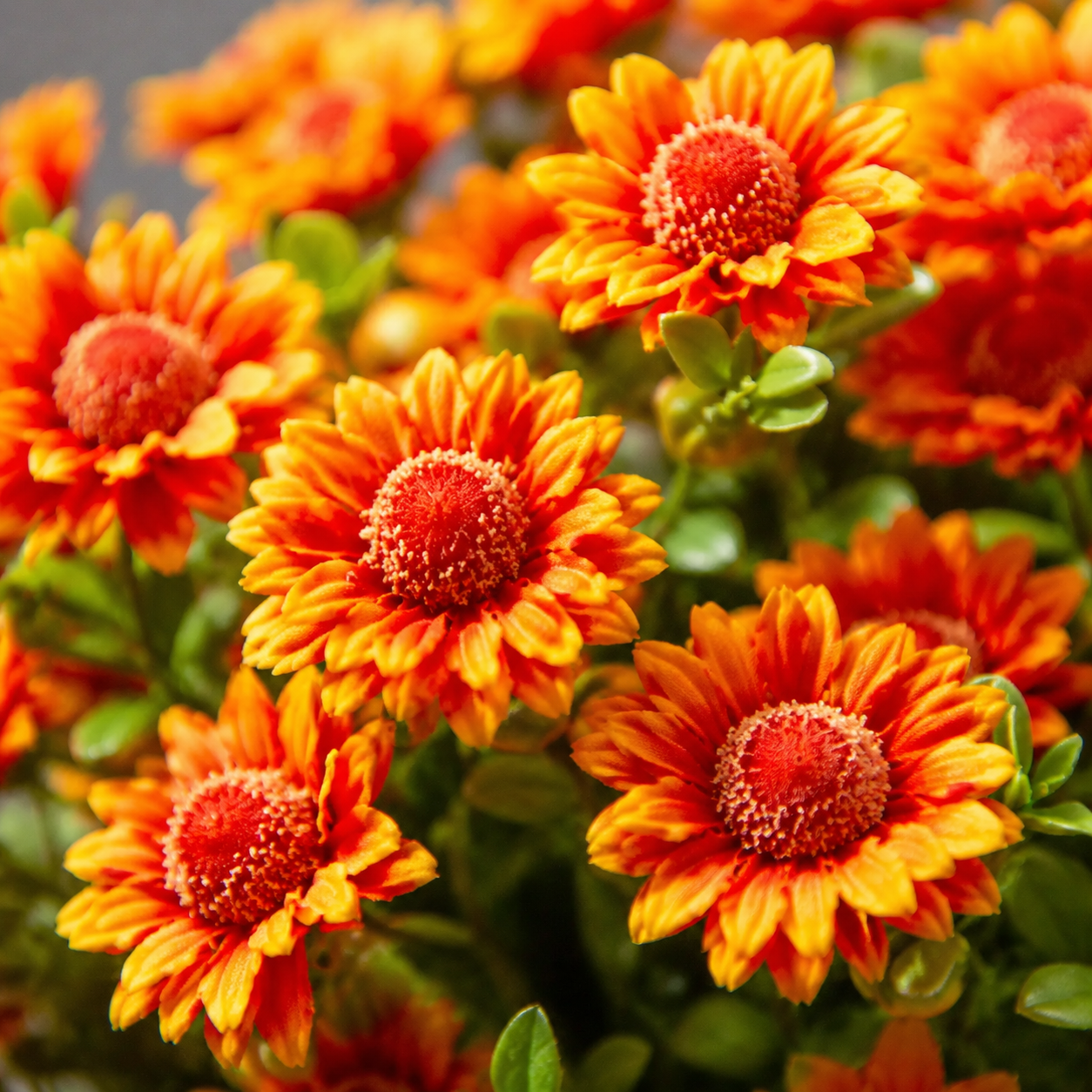 🌼- Artificial Outdoor Sunset Mums Flowers - UV resistant, Waterproof, Windproof