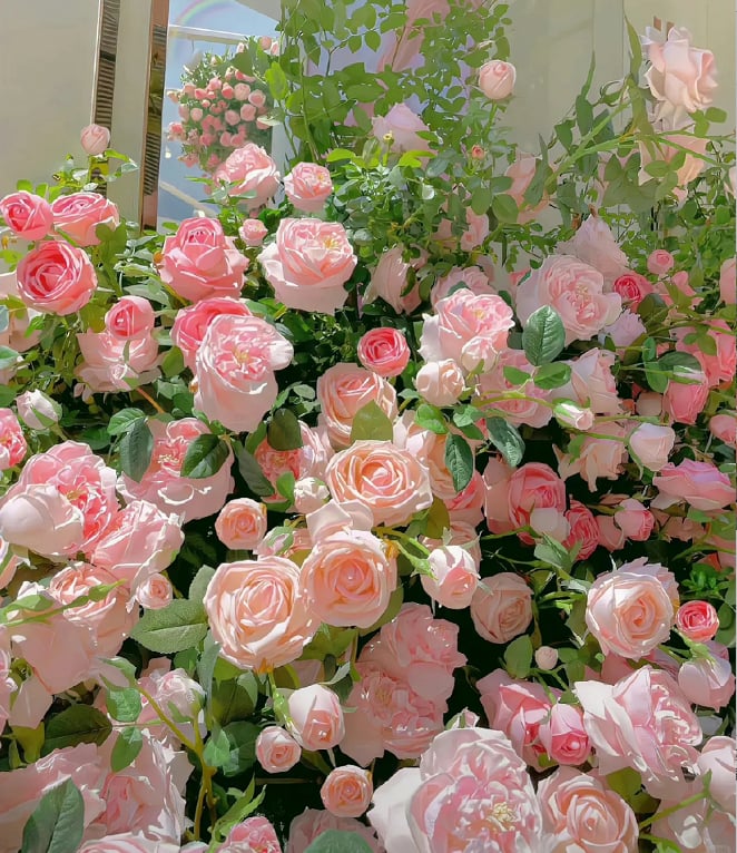 Climbing Rose Seeds