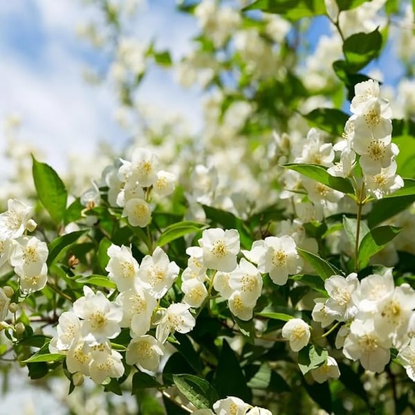 Jasmine Flower Seeds