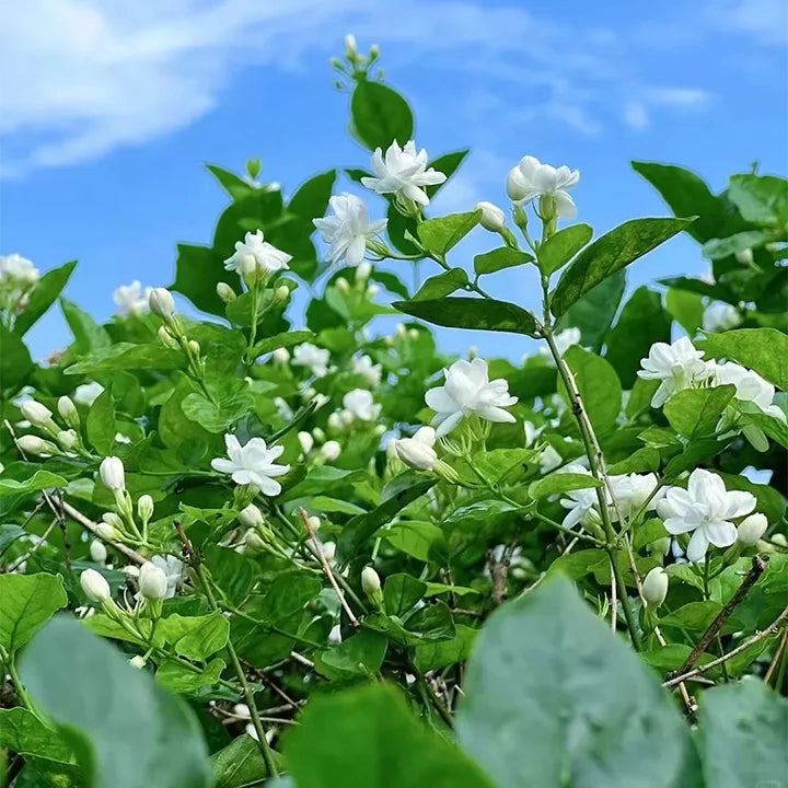 Jasmine Flower Seeds