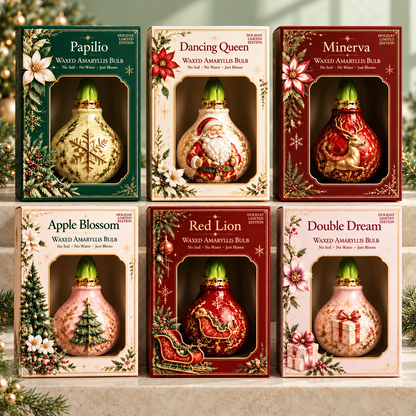 🔥 No Soil! No Water! Just Blooms! 🎄🌺 Watch These Holiday Waxed Amaryllis Bulbs Come to Life!