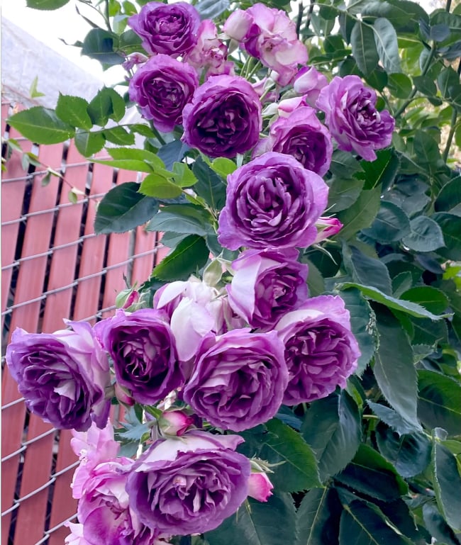 Climbing Rose Seeds