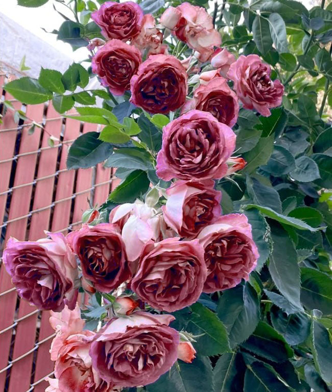Climbing Rose Seeds