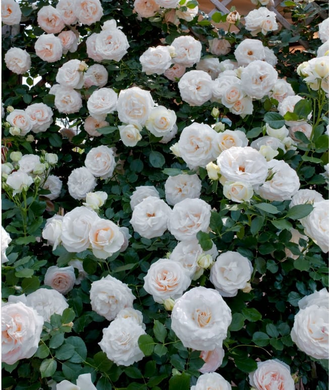 Climbing Rose Seeds