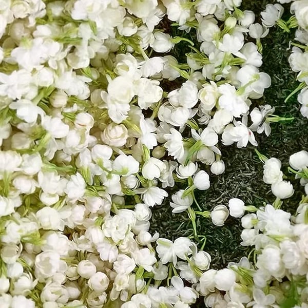Jasmine Flower Seeds