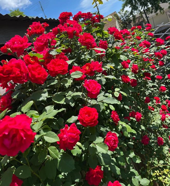 Climbing Rose Seeds