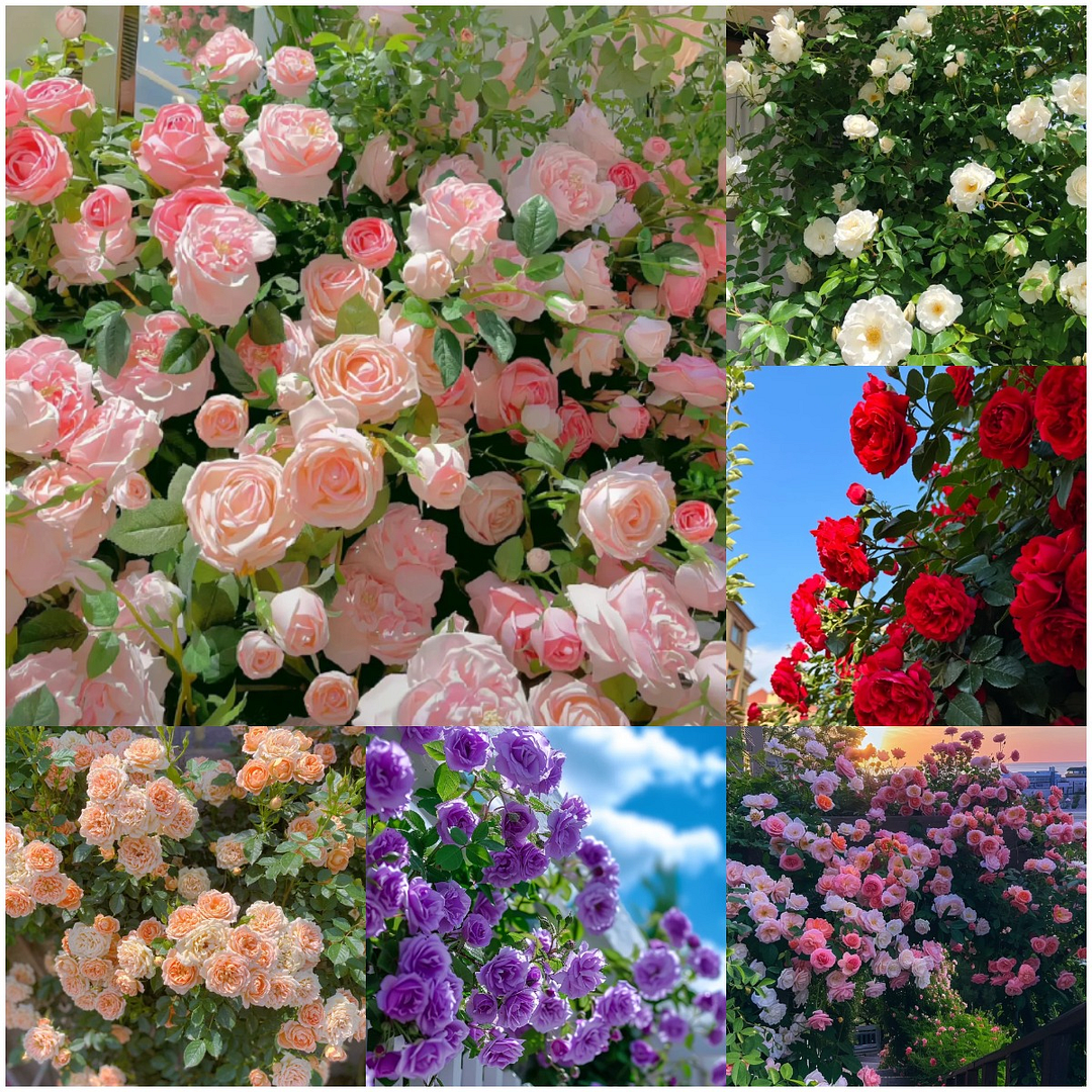 Climbing Rose Seeds