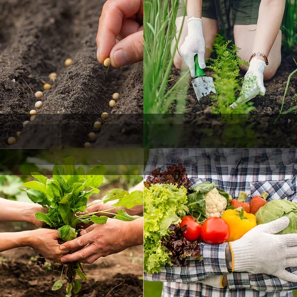 🌱 Secure Your Future Today✨Vegetable Seed Vault Kit | 35 Variety Pack
