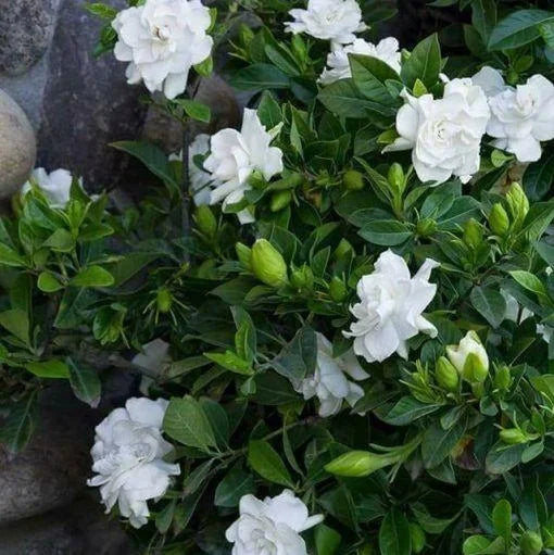 Jasmine Flower Seeds