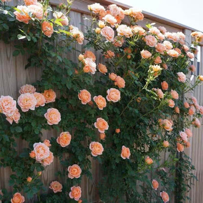 Climbing Rose Seeds