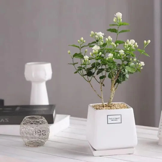 Jasmine Flower Seeds