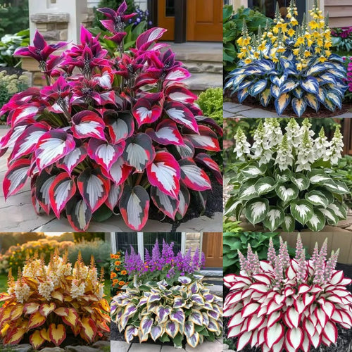 Sonderangebot 2025！Seltene Hosta-Samen！