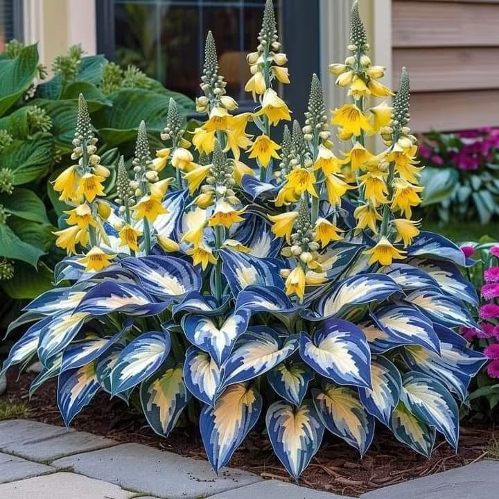 Sonderangebot 2025！Seltene Hosta-Samen！