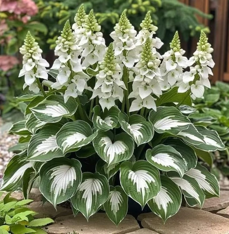 Sonderangebot 2025！Seltene Hosta-Samen！