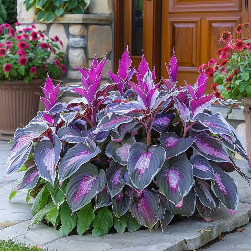 Sonderangebot 2025！Seltene Hosta-Samen！