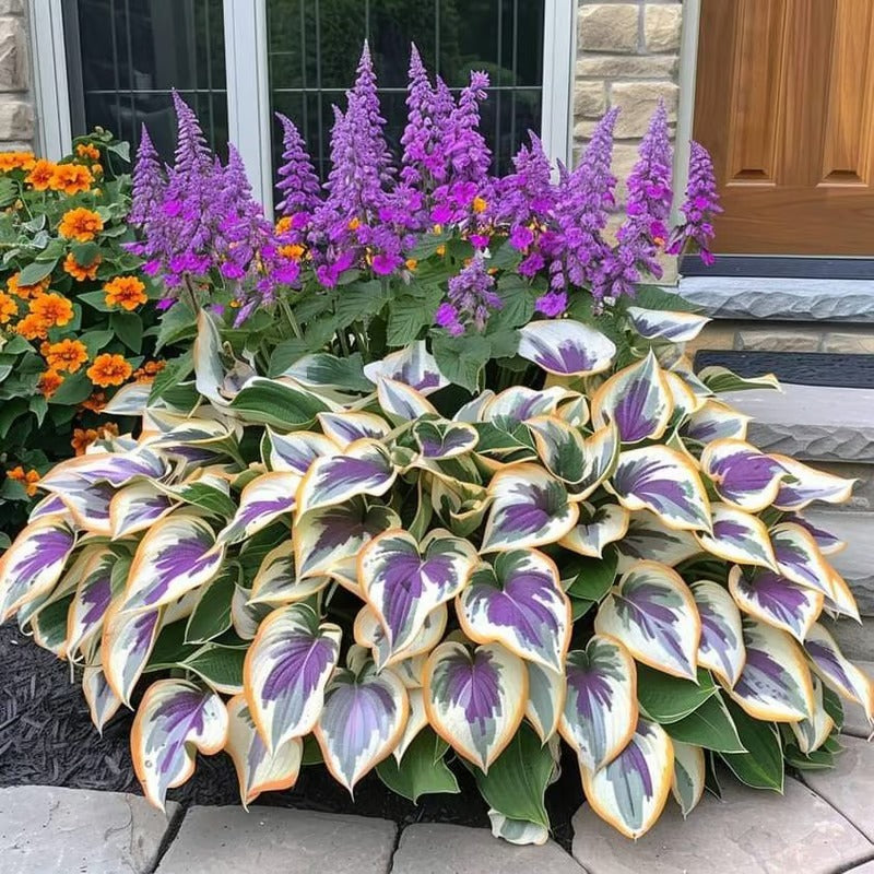 Sonderangebot 2025！Seltene Hosta-Samen！