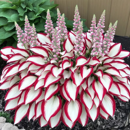 Sonderangebot 2025！Seltene Hosta-Samen！